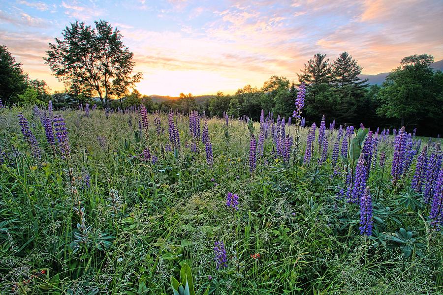 Lupine Morning Photograph by Andrea Galiffi