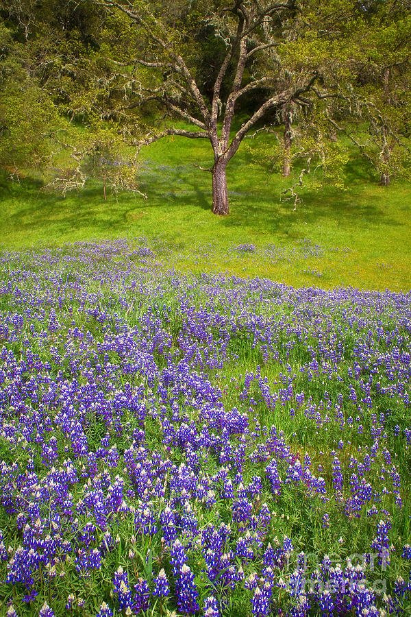 Lupine Oak Photograph by Alice Cahill