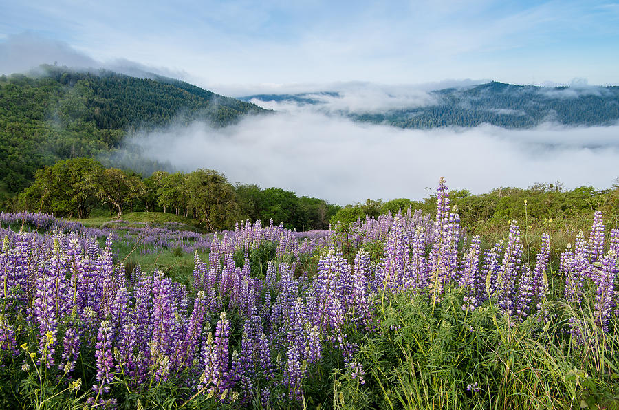 Lupine of Bald Hills Photograph by Greg Nyquist