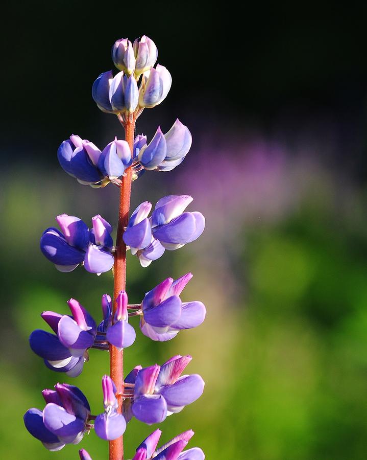 Lupine Photograph by Paul Noble