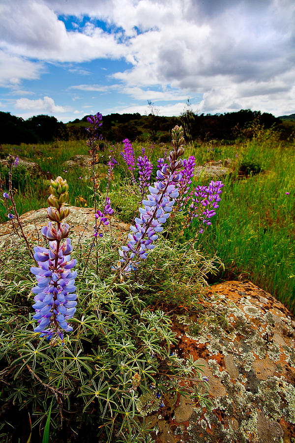 Flower Photograph - Lupine by Peter Tellone