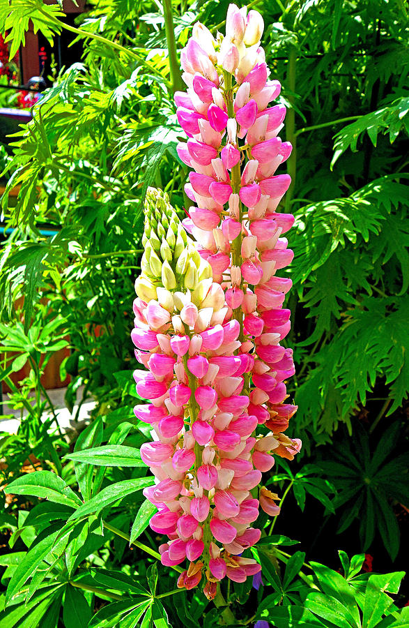Lupine Pretty in Pink Photograph by Robert Meyers-Lussier