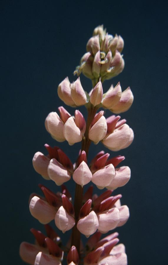 Lupine Photograph by Retro Images Archive