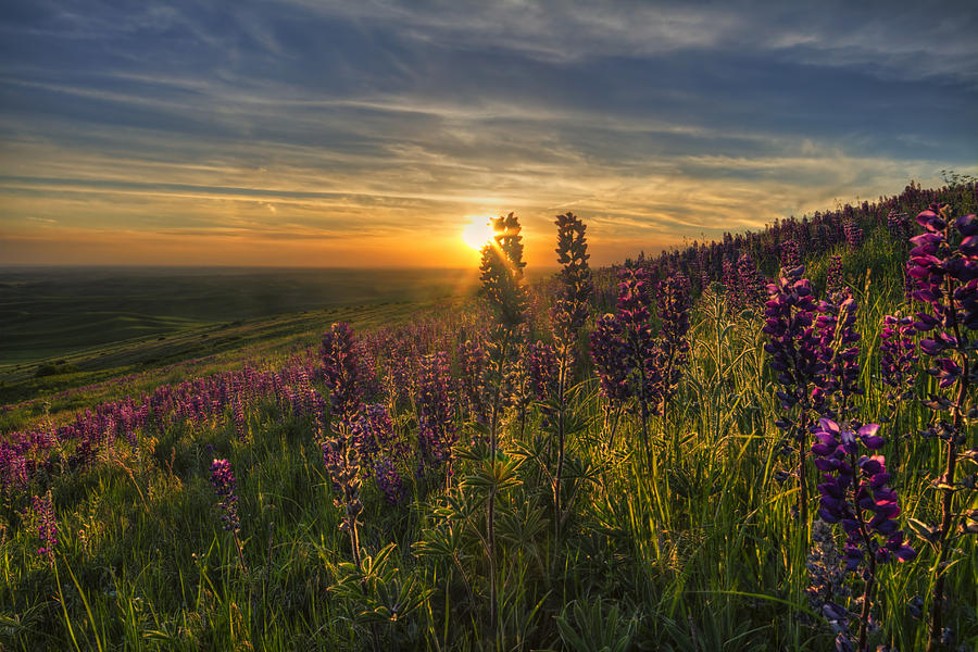 Sunset Photograph - Lupine Sunset by Mark Kiver