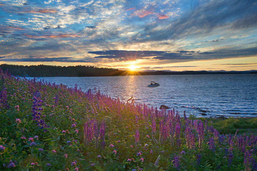Lupine Sunset on Long Lake Photograph by Darylann Leonard Photography