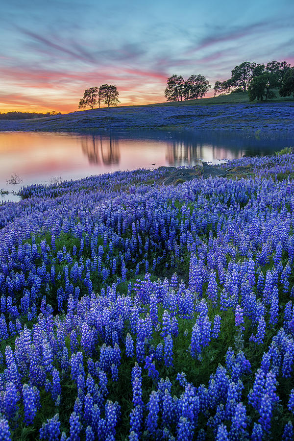 Lupine Sunset-vertical Photograph by A K Potts Photography