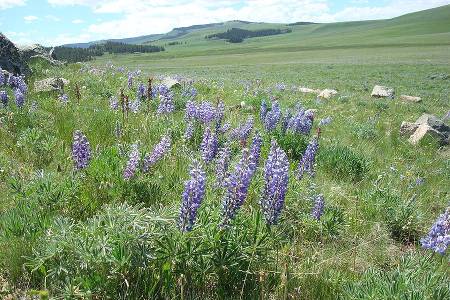 Lupine Photograph by Susan Woodward