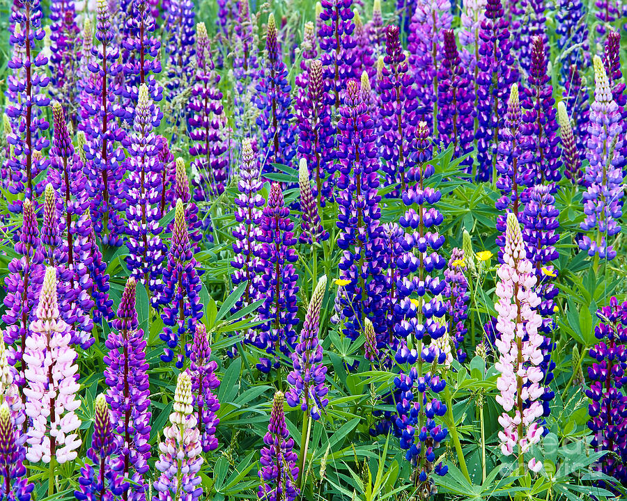 Lupines Photograph by Alan L Graham