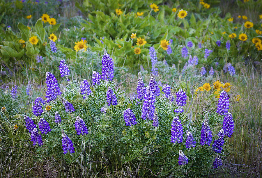 Lupines and Balsamroot Photograph by Jean Noren
