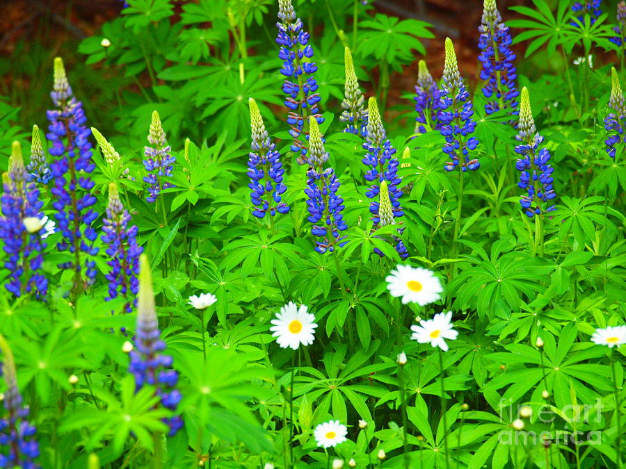 Flower Photograph - Lupines and Daisies 11 by Tammy Bullard