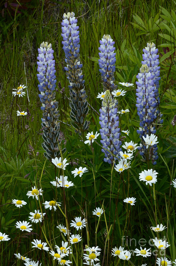 Lupines And Daisies Photograph by Bob Christopher