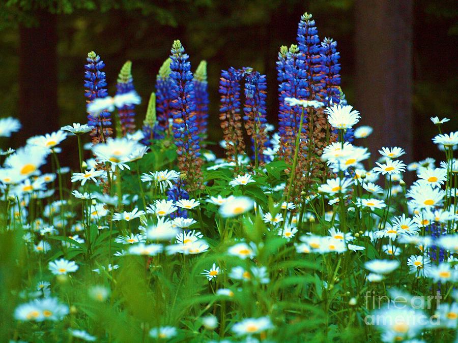 Flower Photograph - Lupines and Daisies by Tammy Bullard