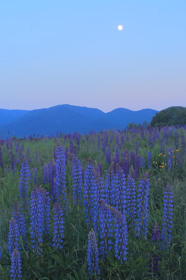 Lupines and Moon Sugar Hill White Mountains Photograph by John Burk