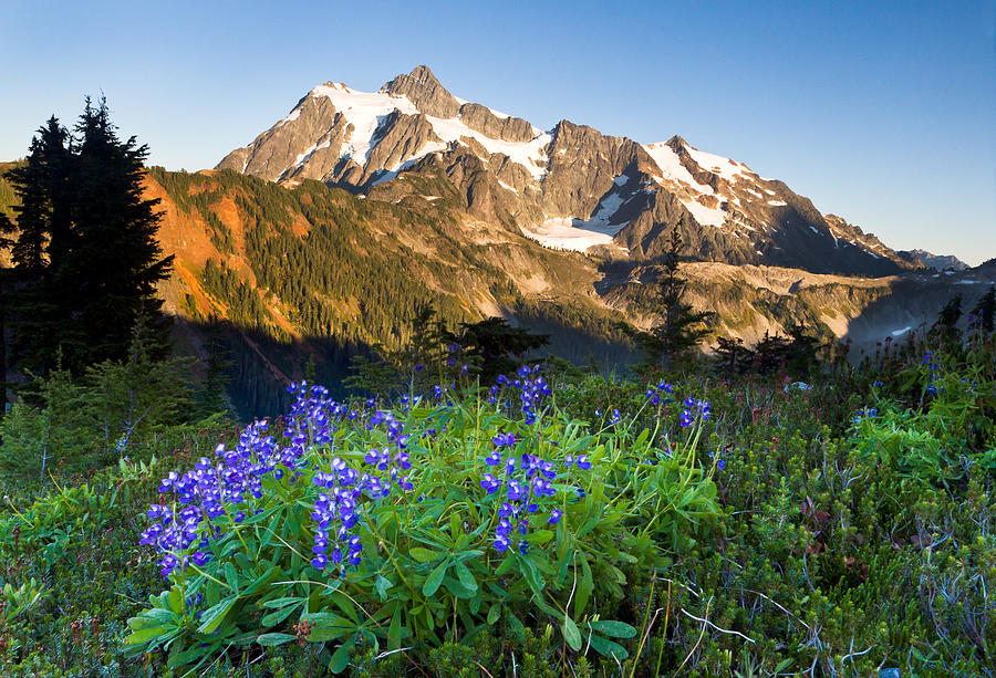 Lupines and Mount Shuksan Photograph by Michael Russell