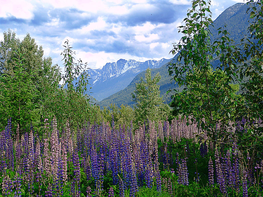 Lupines Mixed Media - Lupines And Mountains by Janet Ashworth Lupines Mixed Media - Lupines And Mountains by Janet Ashworth