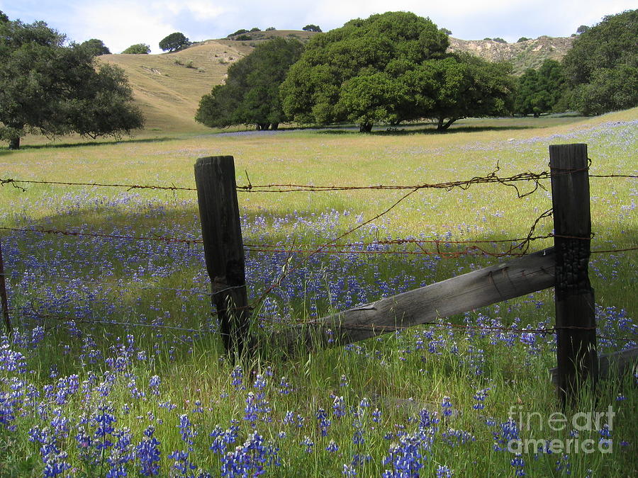 Lupines And Oaks Photograph