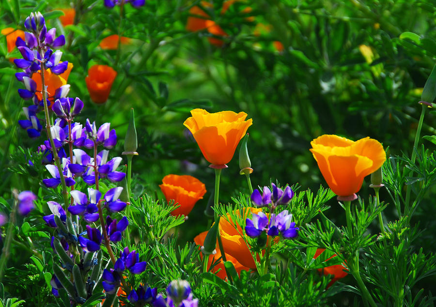 Poppy Photograph - Lupines and Poppies by Lynn Bauer