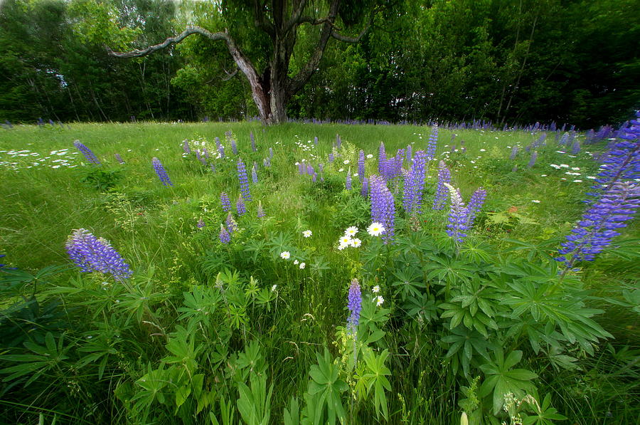 Lupines and Wild flowers Photograph by Andrea Galiffi