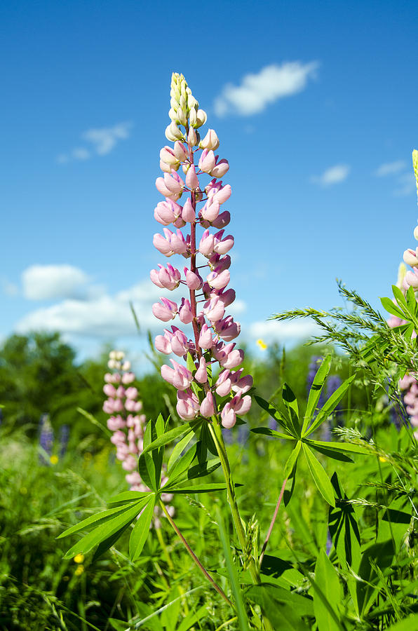 Lupines at Sugar Hill Photograph by Donna Doherty