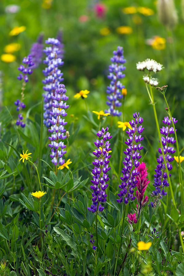Lupines at Tipsoo Lake Photograph by Michael Russell
