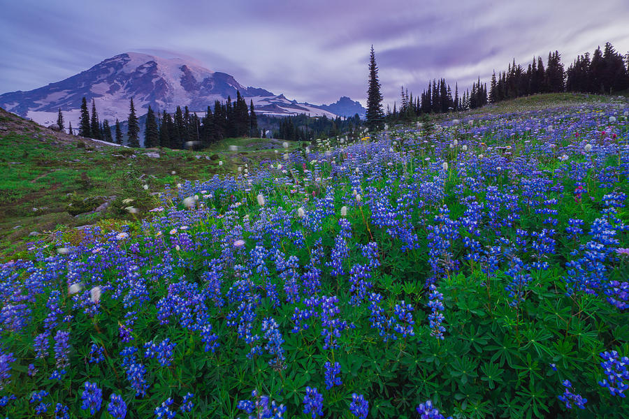 National Parks Photograph - Lupines Dawn by Gene Garnace
