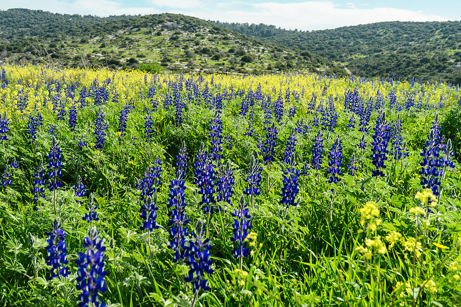 Lupines Field Photograph by Uri Baruch