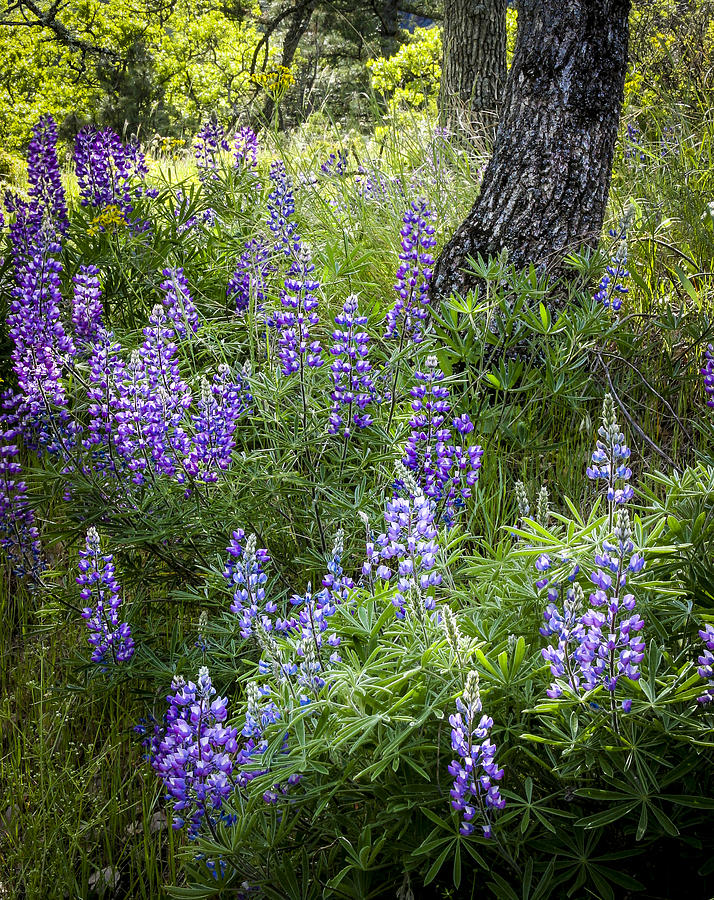 Lupines in Forest Photograph by Jean Noren