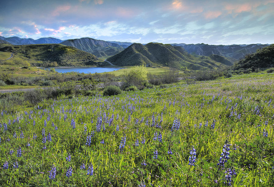Landscape Photograph - Lupines in Lost Canyon by Lynn Bauer