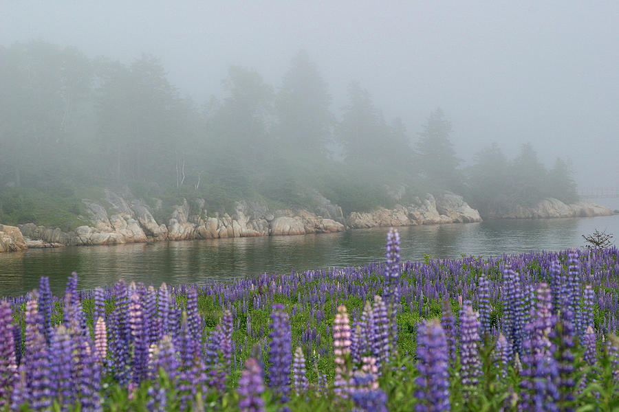 Lupines in the Fog Photograph by Tasha ONeill