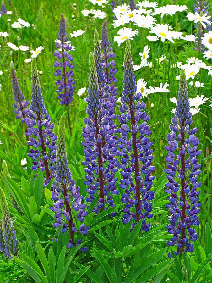 Lupines Photograph by Juergen Roth