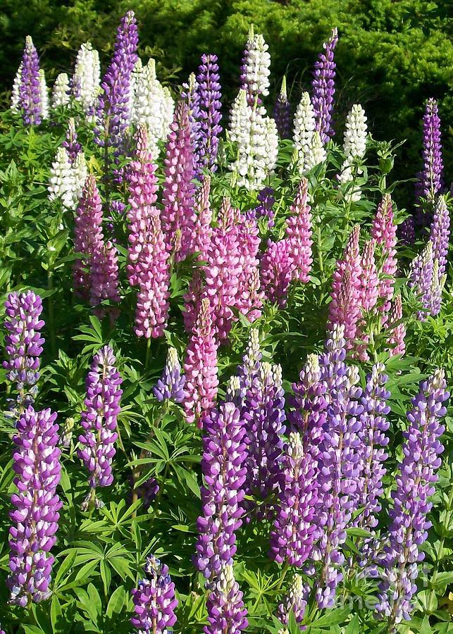 Spring Photograph - Lupines by Laurie Eve Loftin