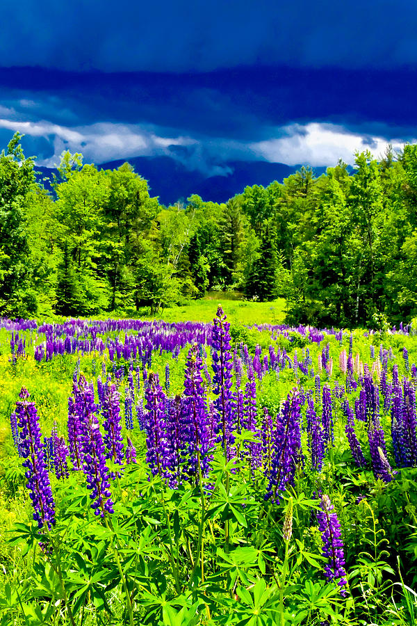 Lupines Light Photograph by Greg Fortier