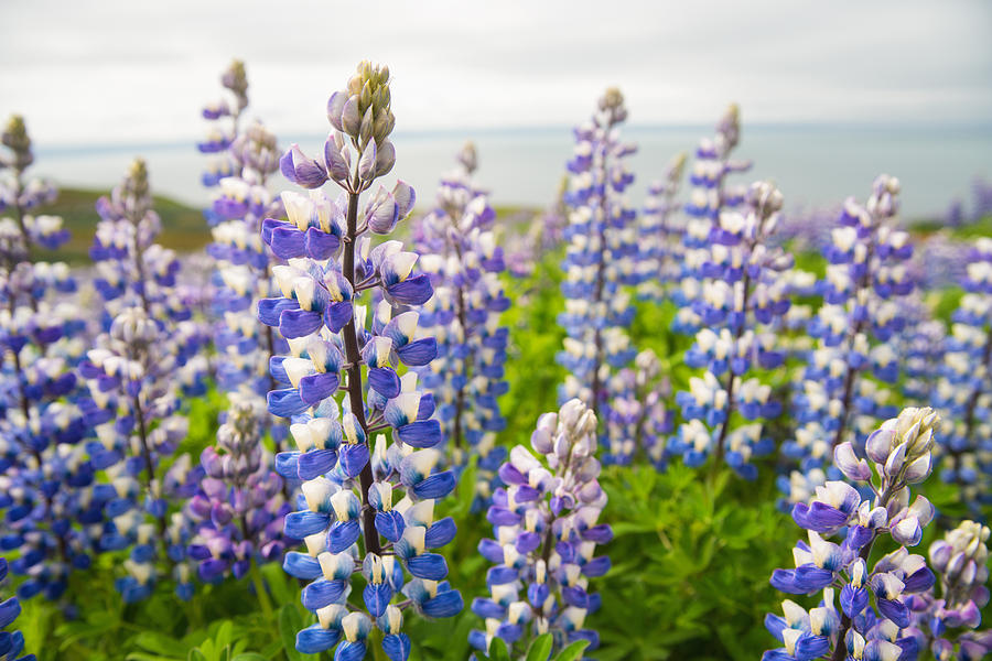 Lupines Lupinus nootkatensis flowers in Iceland Photograph by Matthias Hauser
