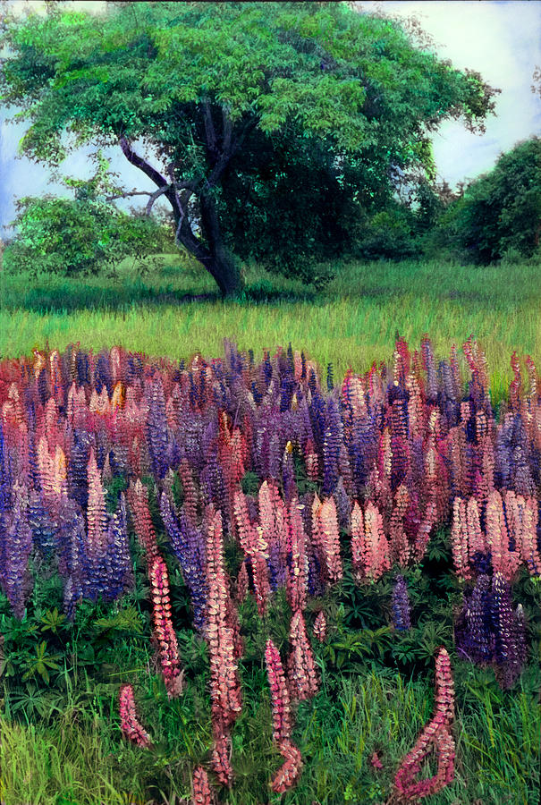 Lupines Midcoast Maine Painting by Cindy McIntyre