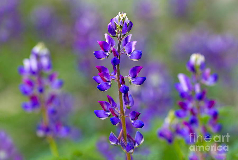 Lupines Photograph by Mimi Ditchie