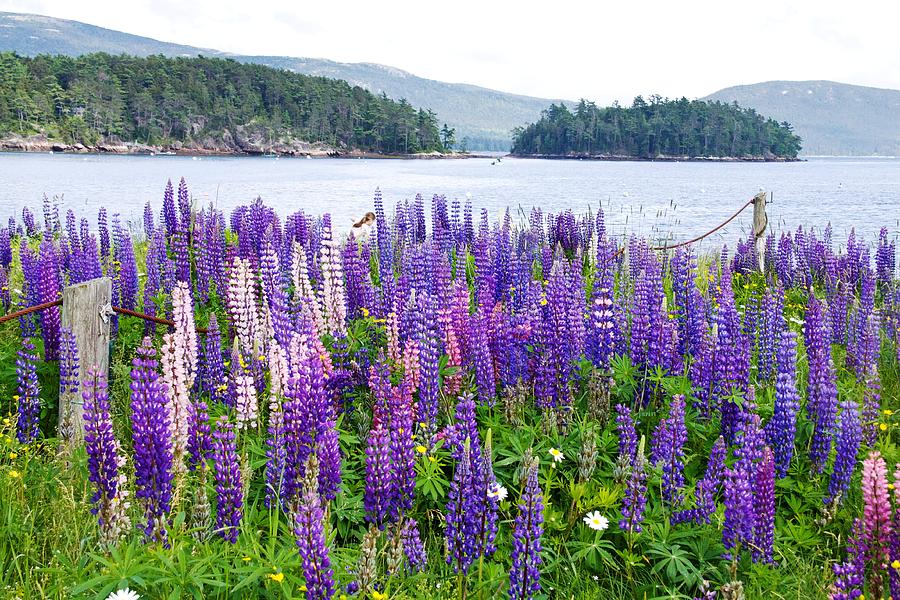 Lupines of Maine Photograph by Lena Hatch