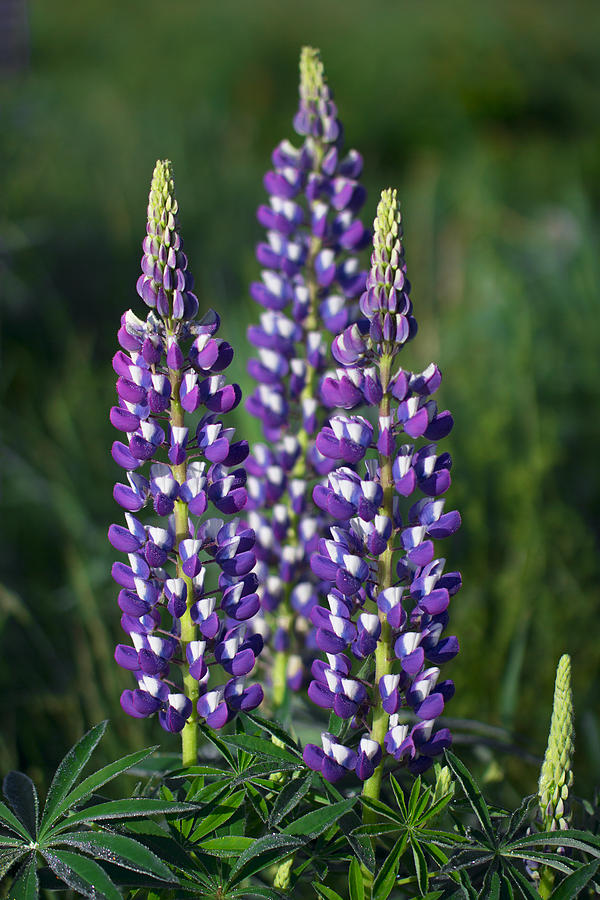 Lupines of Sugar Hill Photograph by White Mountain Images