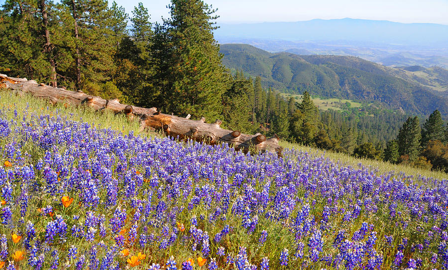 Flower Photograph - Lupines on Figueroa Mountain by Lynn Bauer