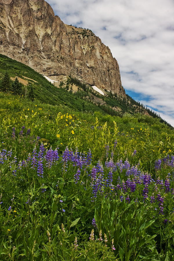 Lupines on the hillside Photograph by Ronda Kimbrow