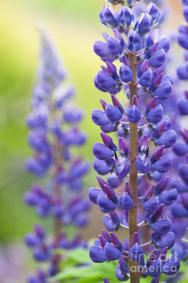 Flower Photograph - Lupins by Tim Gainey