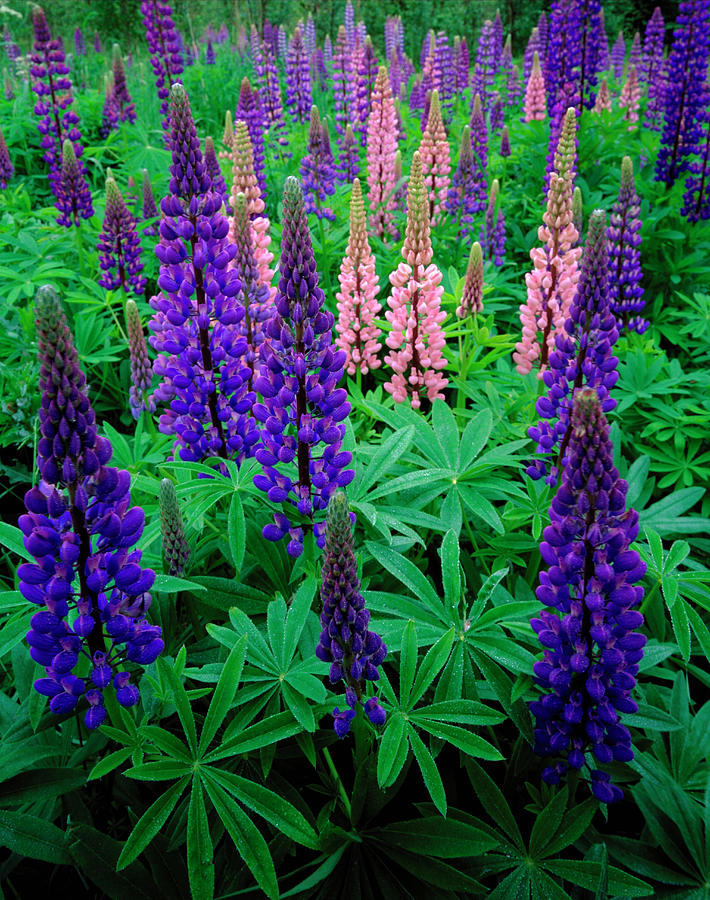 Lupinus Polyphyllos. Photograph by Bjorn Svensson/science Photo Library ...
