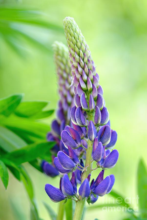 Lupinus polyphyllus - lupin flower Photograph by Martin Capek