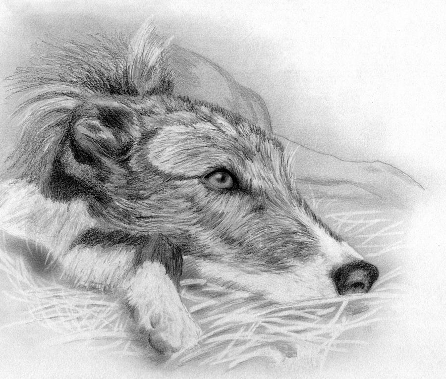 Lurcher Dog Drawing - Lurcher Dog  by Olde Time  Mercantile