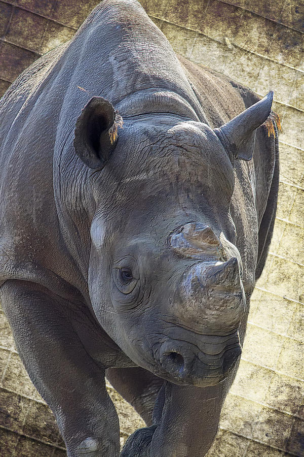 Lurching Rhino Photograph by Bill and Linda Tiepelman