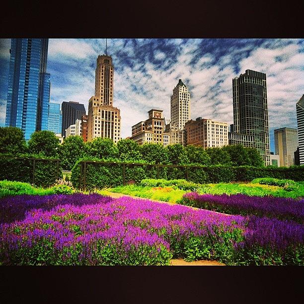 Chicago Photograph - #luriegardens Looking Good Before Work by Jennifer Gaida