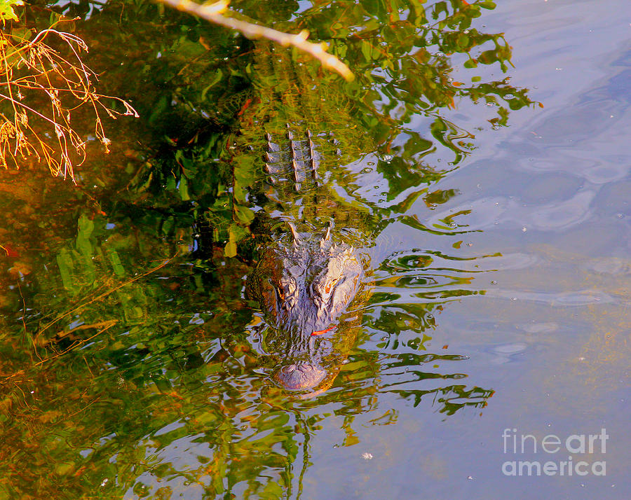 Alligator Photograph - Lurking by Carey Chen