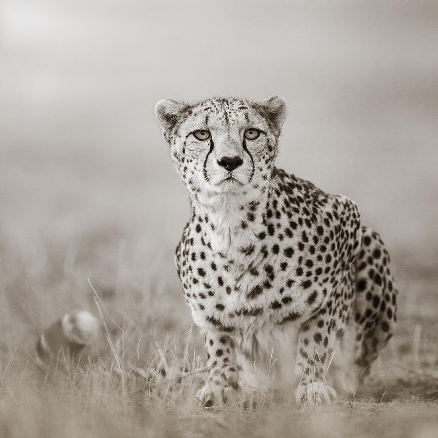 Cheetah Photograph - Lurking Cheetah by Regina Mueller.