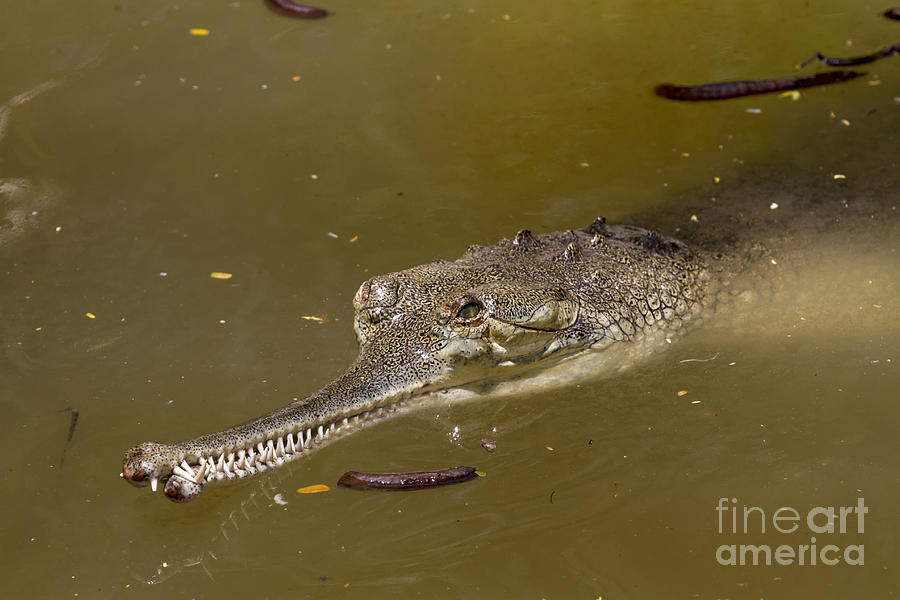 Lurking Crocodile Photograph by James L Davidson