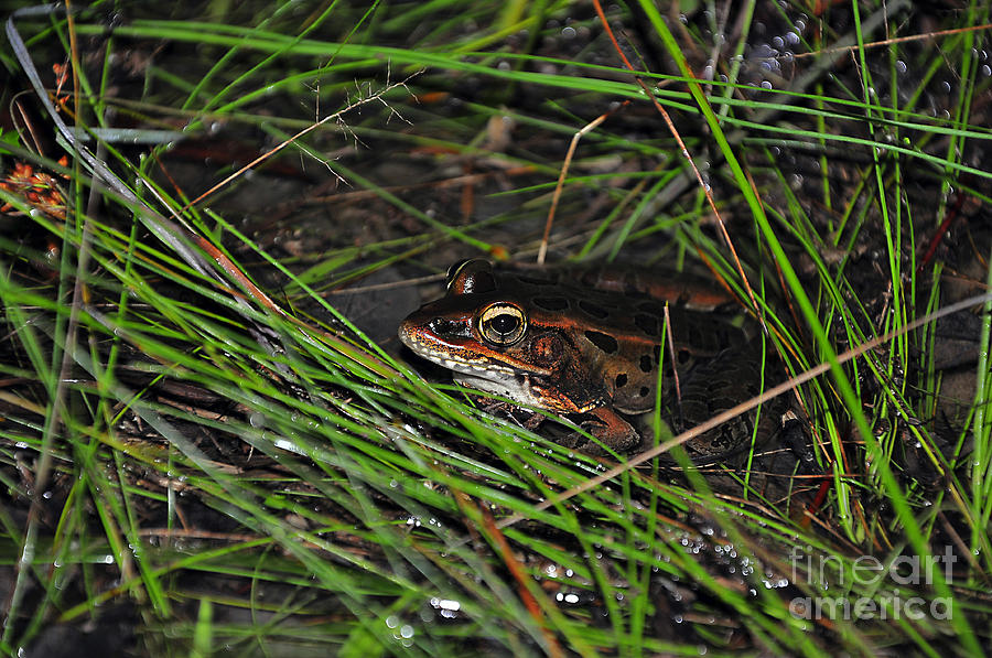 Lurking Leopard Frog Photograph by Al Powell Photography USA