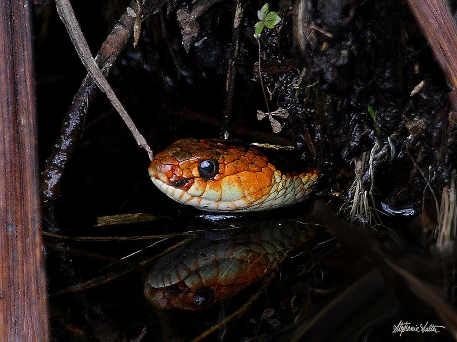 Lurking Garter Snake Photograph by Stephanie Salter